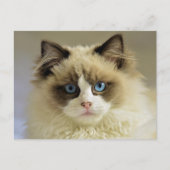 Prachtige rookkast met blauwe ogen briefkaart (Voorkant)