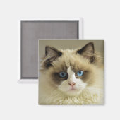 Prachtige rookkast met blauwe ogen magneet (Voorkant / Achterkant)