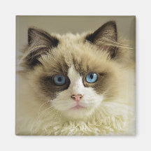 Prachtige rookkast met blauwe ogen