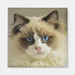 Prachtige rookkast met blauwe ogen magneet