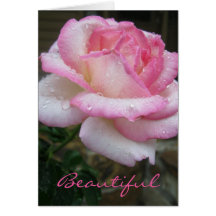 Prachtige Roos Ecclesiastes 3:11 Scriptkaart