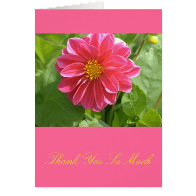 Prachtige Roos-kleurige Dahlia (Voorkant)