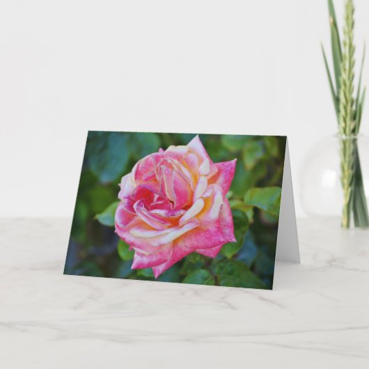 Prachtige roze Cream Roos Bloom Note Card Kaart (Voorkant)
