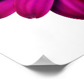 Prachtige roze Daisy Poster (Hoek)