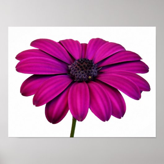 Prachtige roze Daisy Poster (Voorkant)