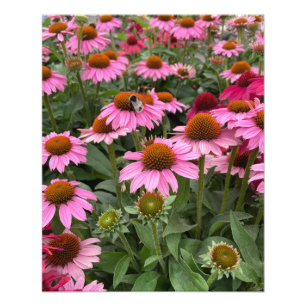 Prachtige roze Echinacea Flowers en Bee Foto Afdruk