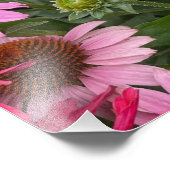 Prachtige roze Echinacea Flowers en Bee Foto Afdruk (Hoek)