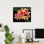 Prachtige roze en geel Poster-Plumeria Poster (Thuiskantoor)