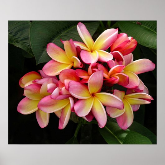 Prachtige roze en geel Poster-Plumeria Poster (Voorkant)