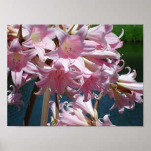 Prachtige roze geliees poster