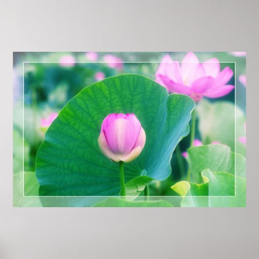 Prachtige roze Lotus Bud Flower Green Leaf Blossom Poster (Voorkant)