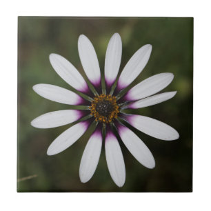 Prachtige roze osteosperumventiel tegeltje