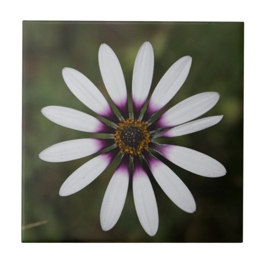 Prachtige roze osteosperumventiel tegeltje (Voorkant)