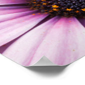 Prachtige Roze Paarse Osteosperum Flower Poster (Hoek)