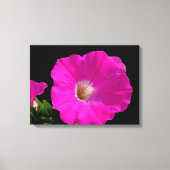 Prachtige, roze petunia-bloem in zwart canvas afdruk (Voorkant)