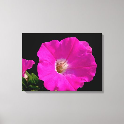 Prachtige, roze petunia-bloem in zwart canvas afdruk (Voorkant)