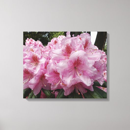 Prachtige roze rododendron blooms Floral Canvas Afdruk (Voorkant)