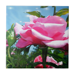 Prachtige roze roos in blauwe lucht. Bloemfotograf Tegeltje
