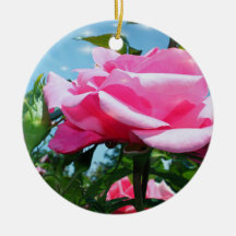 Prachtige roze roos in blauwe lucht. Valentijnsdag