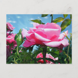 Prachtige roze roos in de blauwe lucht. Florale fo Briefkaart