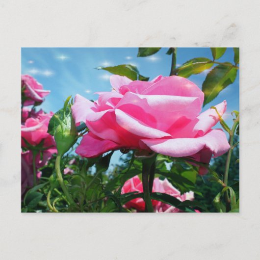 Prachtige roze roos in de blauwe lucht. Florale fo Briefkaart (Voorkant)