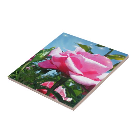 Prachtige roze roos in de blauwe lucht. Florale fo Tegeltje (Zijkant)