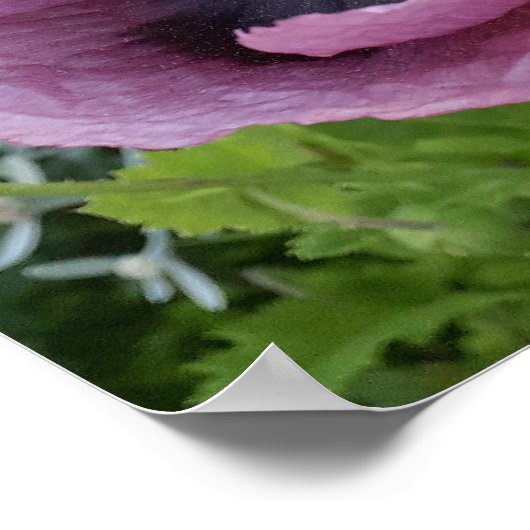 Prachtige roze roze laffe Poster van de tuin (Hoek)