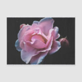 Prachtige roze roze roze op zwart tissuepapier (Voorkant)