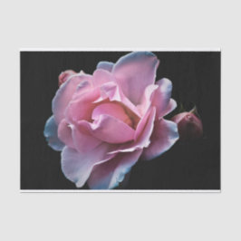 Prachtige roze roze roze op zwart tissuepapier