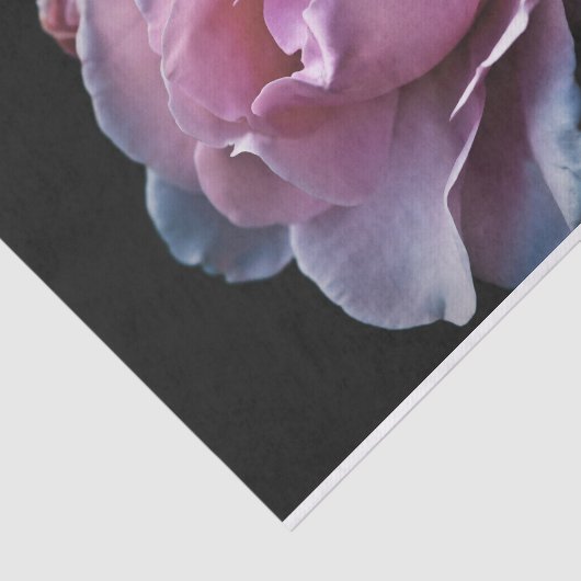 Prachtige roze roze roze op zwart tissuepapier (Detail)