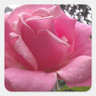 Prachtige roze rozenbloem in bloei! vierkante sticker