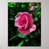 Prachtige roze rozenbloem poster afbeelding (Voorkant)