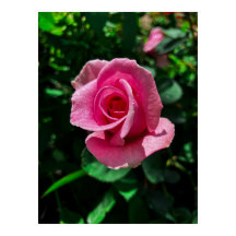 Prachtige roze rozenbloem poster afbeelding