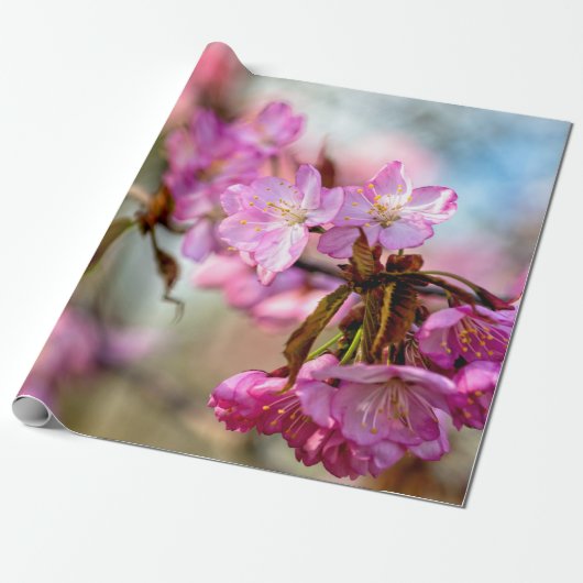 Prachtige roze Sakura Flowers Cadeaupapier (Uitgerold)