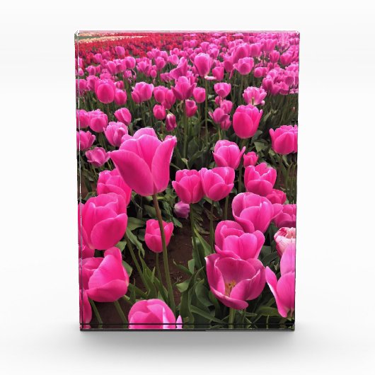 Prachtige roze tulpen, Oregon Fotoblokken (Voorkant)