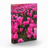 Prachtige roze tulpen, Oregon Fotoblokken (Links)