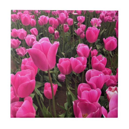 Prachtige roze tulpen, Oregon Tegeltje (Voorkant)