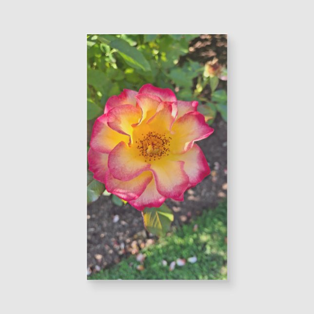 Prachtige Roze Zomerbloei (Voorkant)