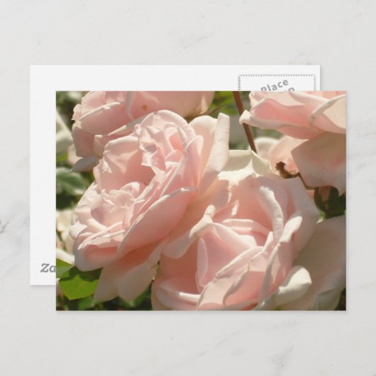 Prachtige Rozen Briefkaart (Voorkant / Achterkant)