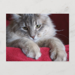 prachtige rozijnen - Briefkaart 4