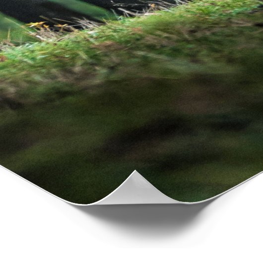 Prachtige ruimte voor de Natuur van Deer Fallow De Poster (Hoek)