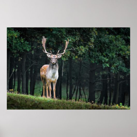 Prachtige ruimte voor de Natuur van Deer Fallow De Poster (Voorkant)