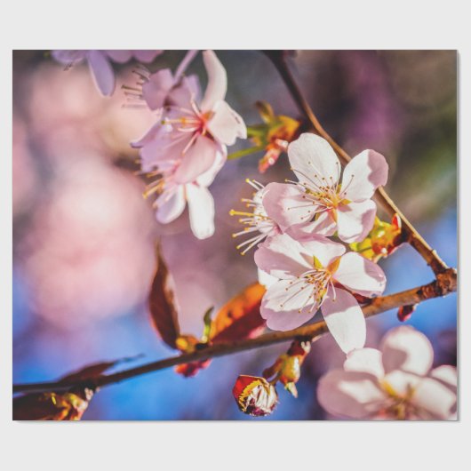 Prachtige Sakura Blossom Cadeaupapier (Vlak)