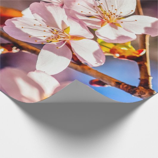 Prachtige Sakura Blossom Cadeaupapier (Hoek)