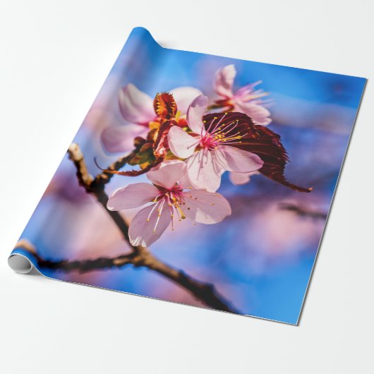 Prachtige Sakura Blossom Cadeaupapier (Uitgerold)