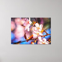 Prachtige Sakura Blossom