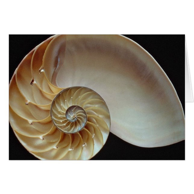 Prachtige schelp van Nautilus (Voorkant Horizontaal)