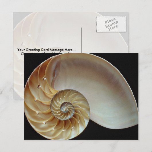 Prachtige schelp van Nautilus Briefkaart (Voorkant / Achterkant)