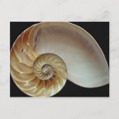 Prachtige schelp van Nautilus Briefkaart (Voorkant)