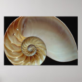 Prachtige schelp van Nautilus Poster (Voorkant)